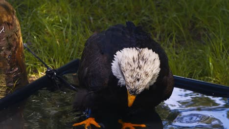 video of the american bald eagle, slow motion, close up