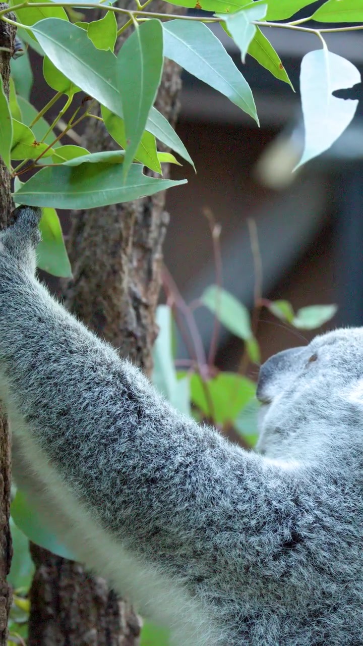 Close-up de um coala subindo em uma árvore para comer folhas verdes de eucalipto na Austrália.