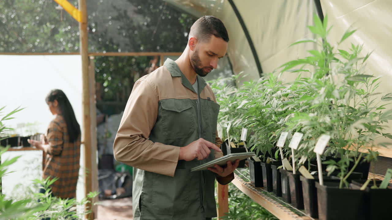 Man inspecting cannabis plants in greenhouse