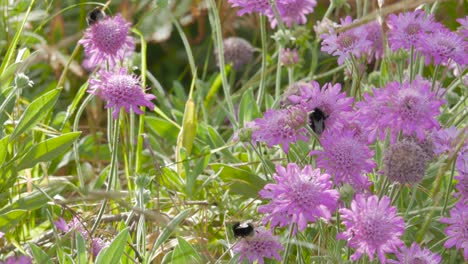 Dos-Grandes-Abejorros-En-Unas-Flores-Moradas