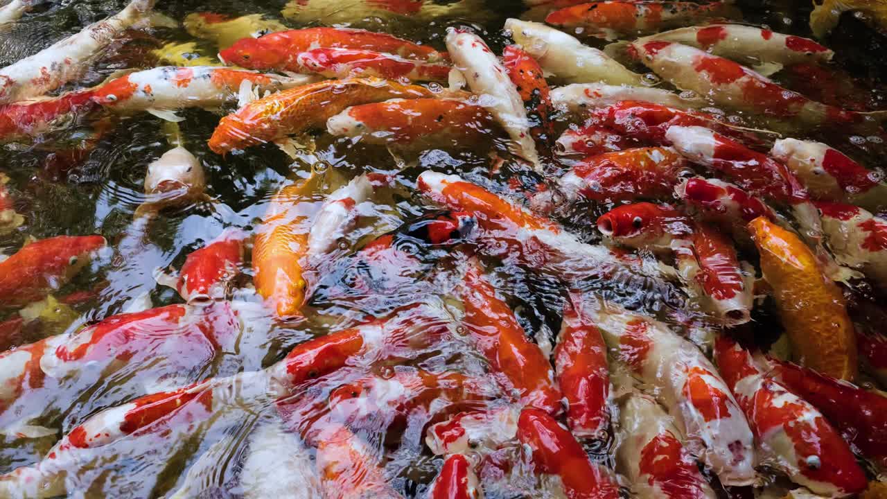 Una scena vivace cattura pesci koi che nuotano e si nutrono in un tranquillo laghetto da giardino.
