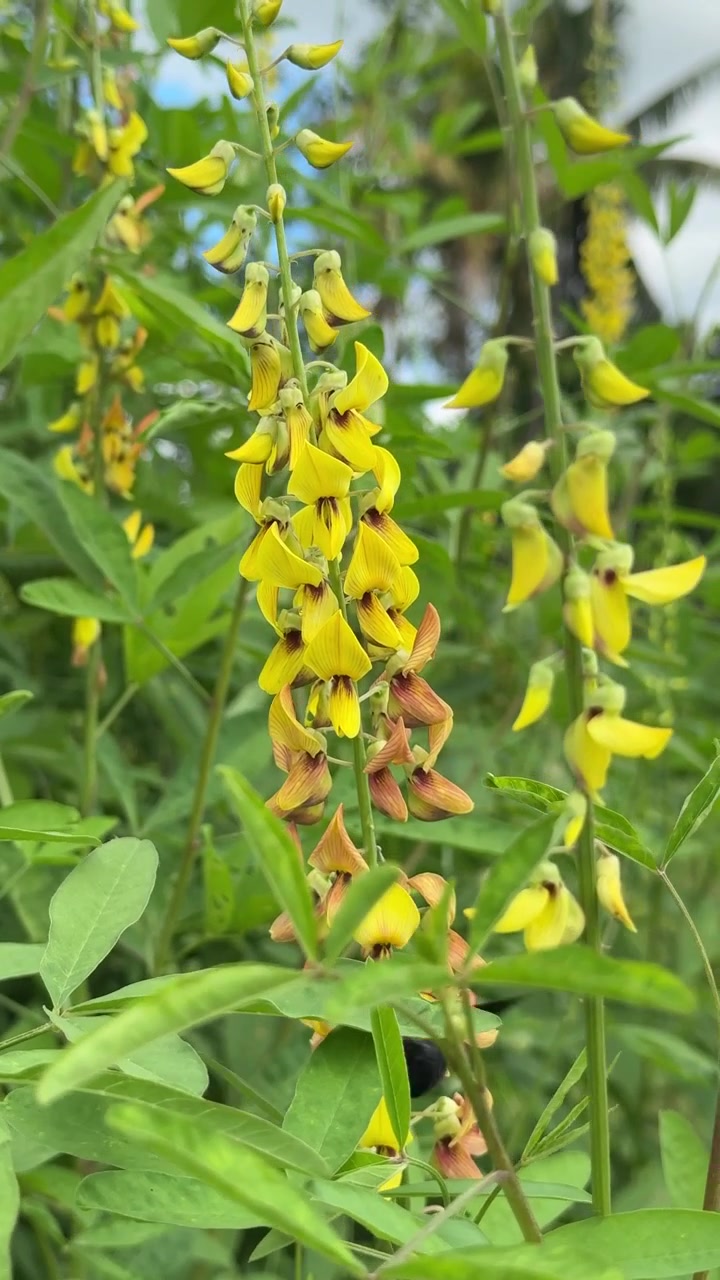 Ape legnaiola indaffarata che impollina vivaci fiori gialli.