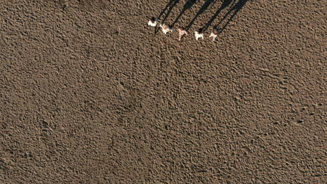 Top-View-Of-Group-Of-Tourist-Walking-Inside-The-Soester-Duinen-In-Utrecht,-Netherlands