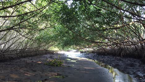 swamp path through mangroves forest, sanur bali indonesia treetops roots and tangles at humid ecosystem conservation area