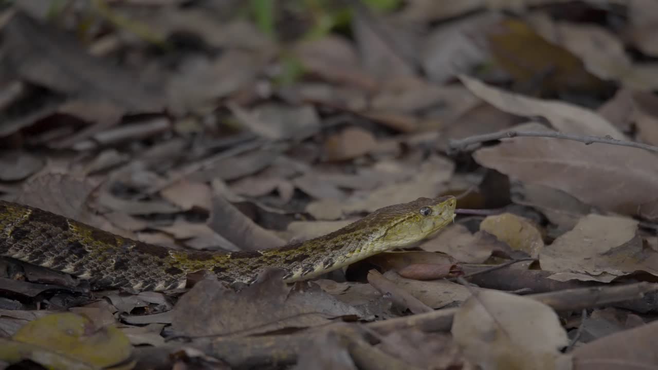 Serpents in Disguise in the Shadows of the Forest