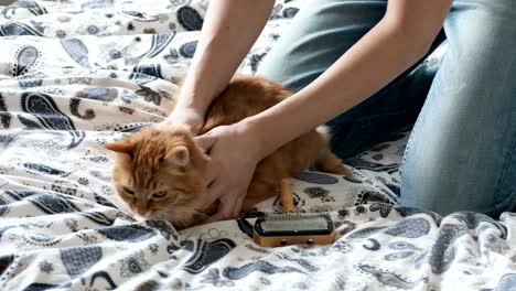 woman combs a cute ginger cat fur. fluffy pet frowning of pleasure