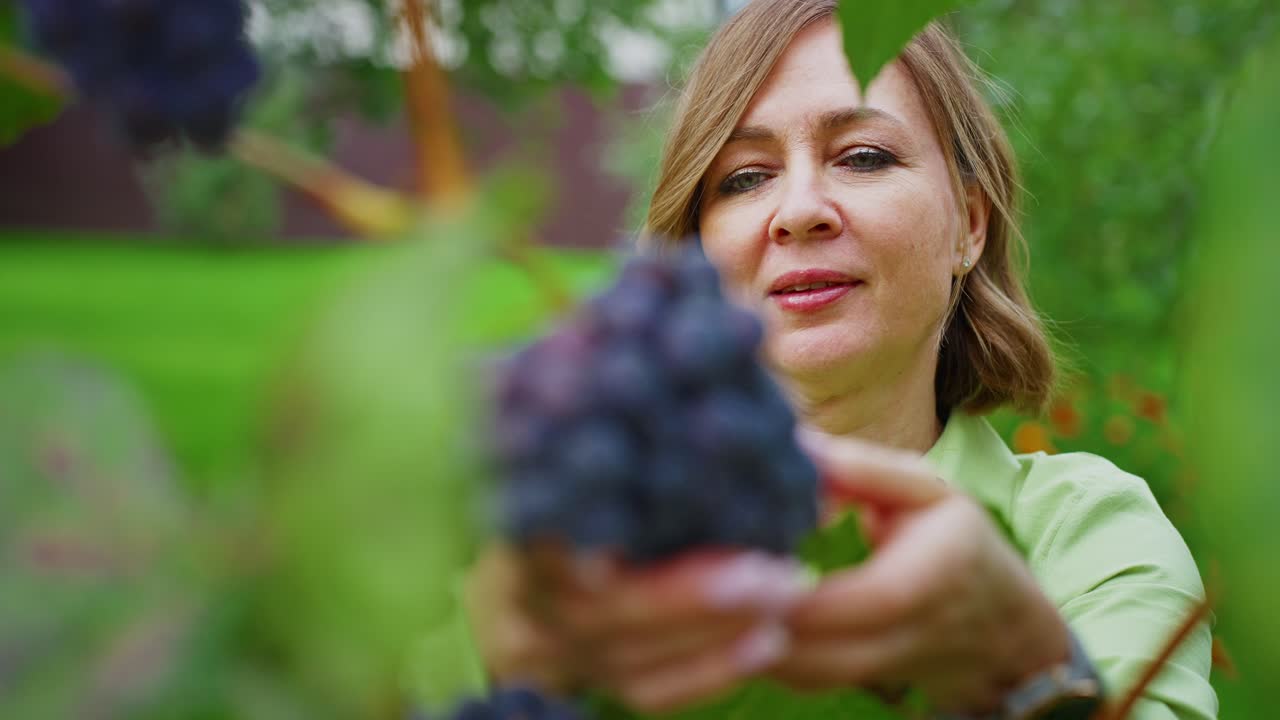 Mulher Madura Inspecionando Uvas Maduras em uma Parreira em um Jardim