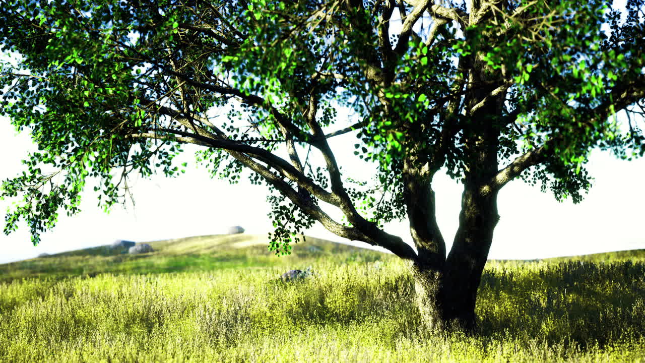Majestic tree stands tall amidst green fields under a bright blue sky