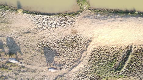 Aerial-top-down-view-of-herd-of-Buffalos-passing-by-muddy-water,-drought-heat