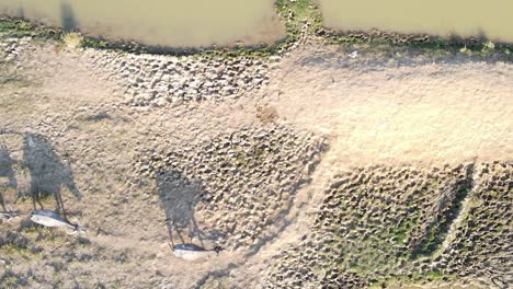 aerial top down view of herd of buffalos passing by muddy water, drought heat