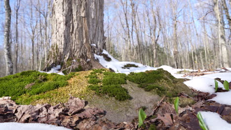 Liquen-Y-Paso-En-Primavera