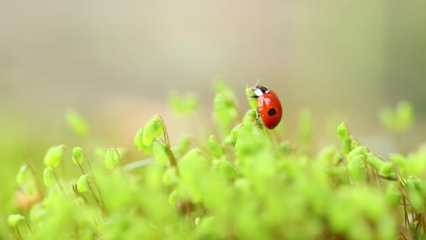 close-up de la vida silvestre de una mariquita en la hierba verde en el bosque