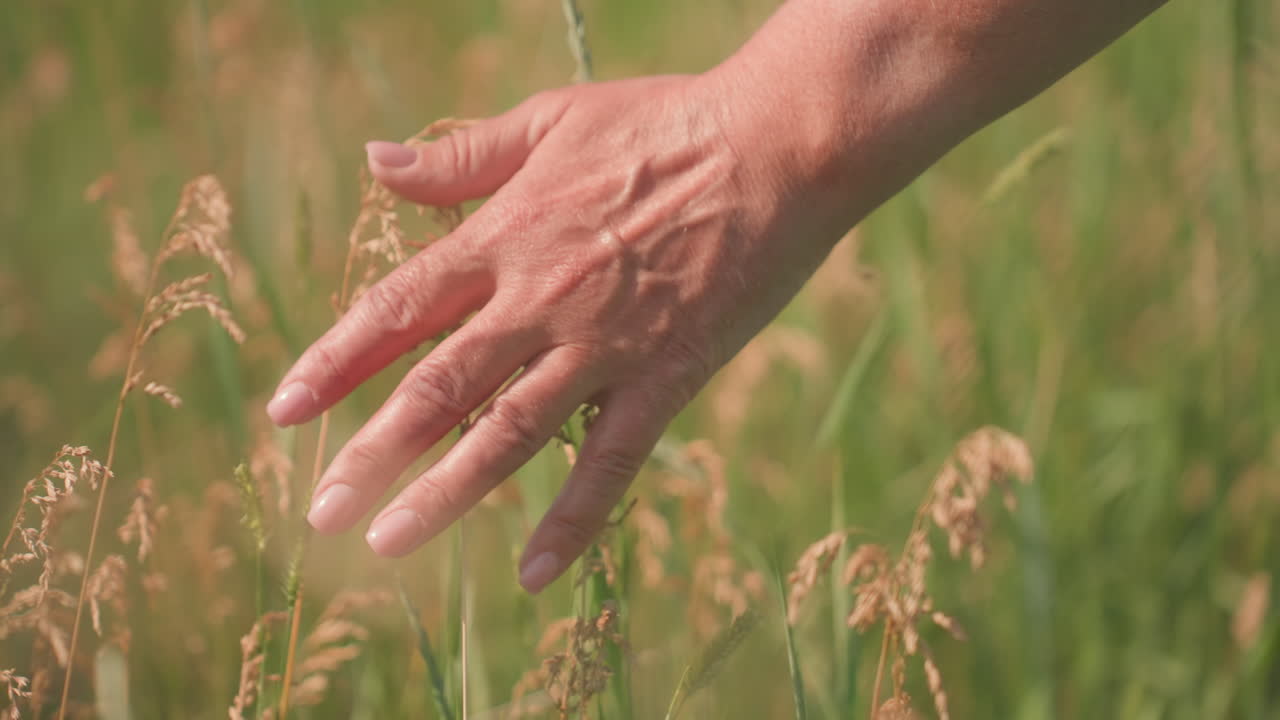Closeup rear view of fair skinned hand gently brushing barley stalks while walking through tall green field under warm sunlight, capturing tactile connection with nature and peaceful countryside