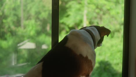 dog gazes out window at lush greenery, daytime, calm atmosphere