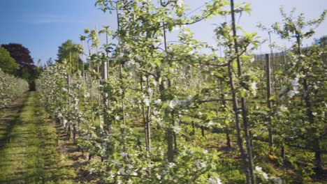 Blick-über-Reihen-Von-Apfelbäumen-Im-Obstgarten-In-Lier,-Norwegen-An-Einem-Sonnigen-Tag