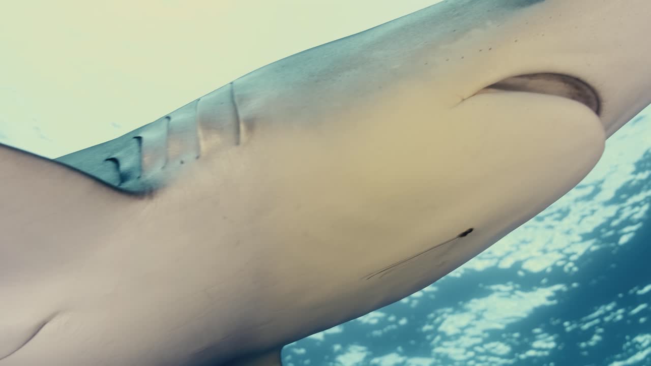 슬로우 모션으로 바다를 헤엄치는 커다란 푸른 상어의 클로즈업