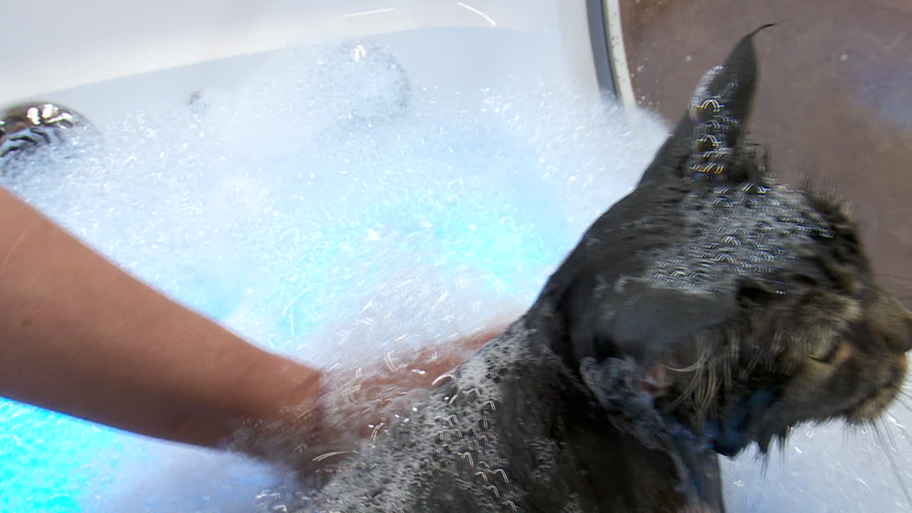 Cat Getting a Spa Treatment