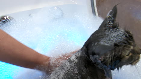 cat getting a spa treatment