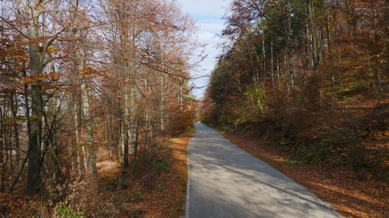 Autumn Road Through a Forest with Fallen Leaves