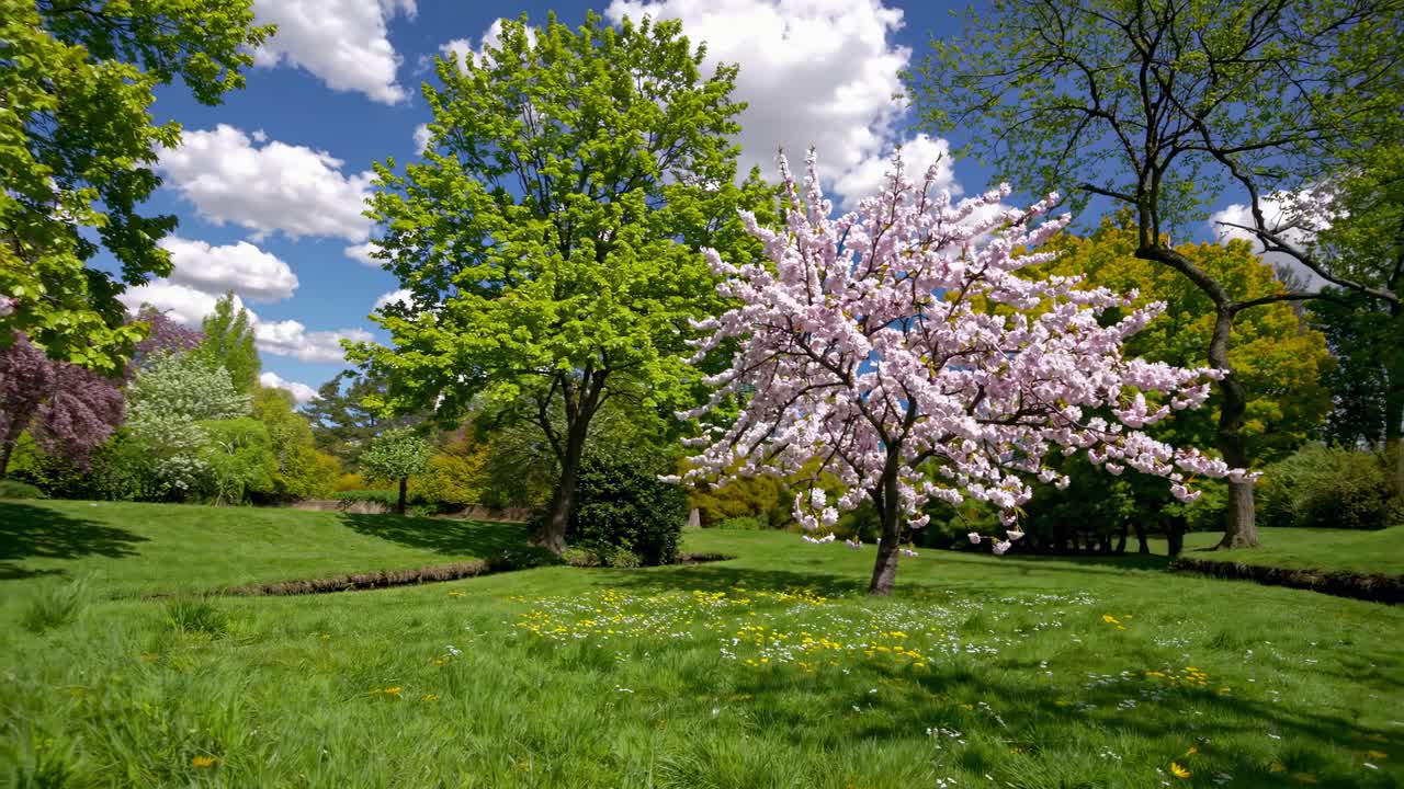 Wide-angle video capturing a serene park scene with blooming trees under a bright blue sky