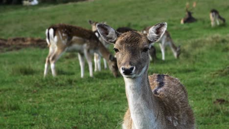 fallow deer looking into the camera, slow motion, sunny autumn day, wildlife concept, closeup handheld shot