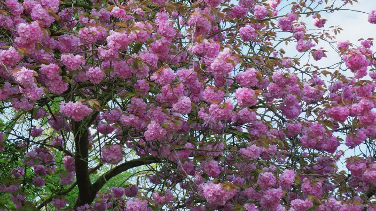 ⁇ 은 봄 날 아름다운 분홍색 꽃과 함께 꽃을 피우는 분홍색 체리 꽃 나무의  ⁇