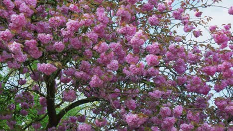 Shot-of-pink-Cherry-Blossom-tree-in-bloom-with-beautiful-pink-flowers-on-a-cloudy-spring-day