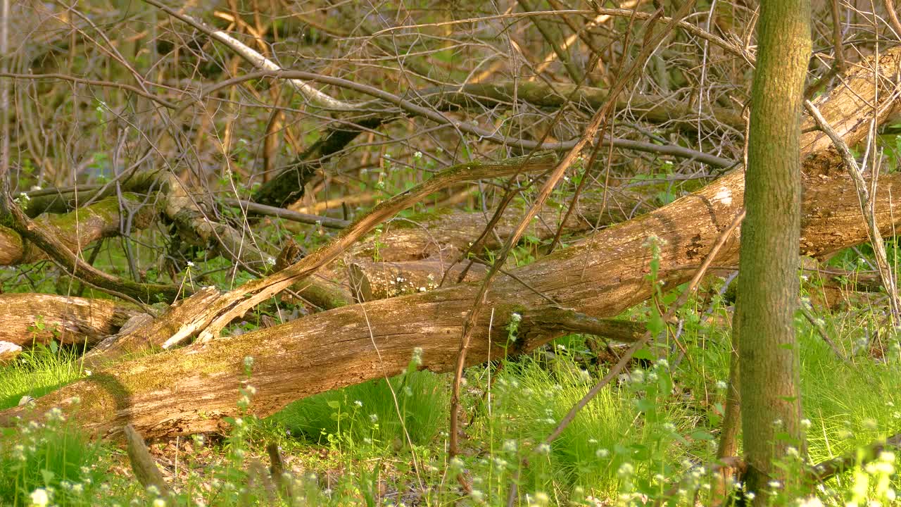 산림 서식지 에서 덤불 에서 뛰어내리는 베이 브레스트 워블러