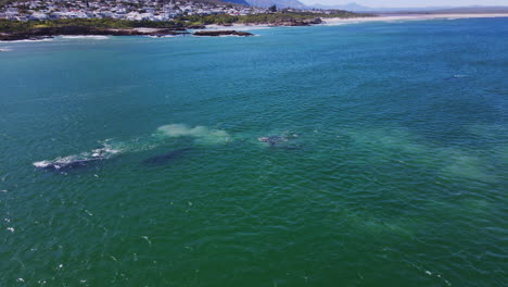 Mating-aggregation-of-Southern-Right-whales-along-Cape-Whale-Coast,-aerial-dolly