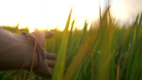 trailing hand through grass at dusk