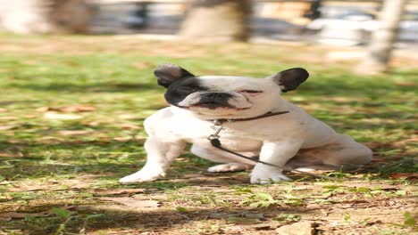 french bulldog in a park