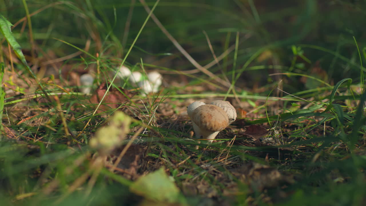 Close-up of mushrooms emerging from grassy forest floor, surrounded by vibrant green grass and leaves, sunlight softly illuminates the earthy setting