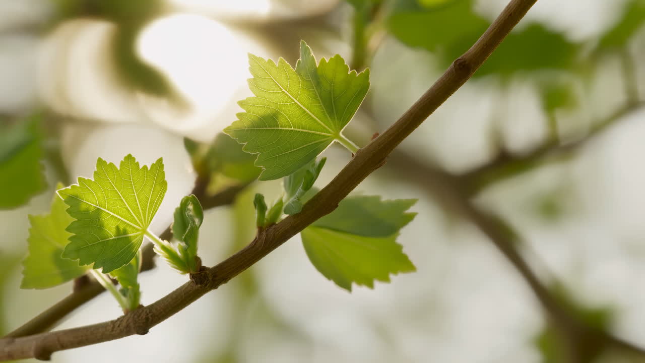 Primo piano di foglie primaverili alla luce del sole, sfondo bokeh morbido, movimento di una leggera brezza, gemme verdi fresche su rami sottili