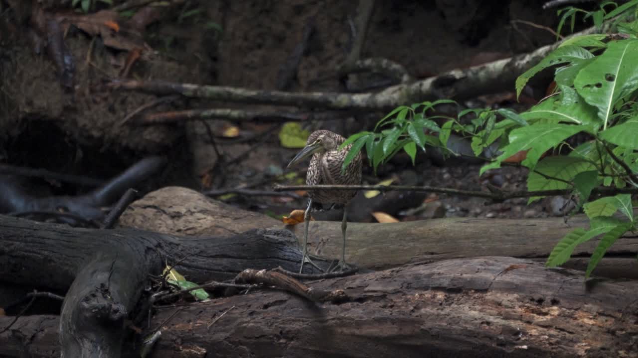 A striated heron (Butorides striata) is captured wading amongst the fallen logs and leaf litter in the Sirena sector of Corcovado National Park, Costa Rica