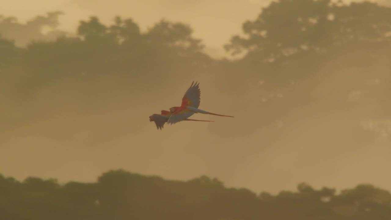 Scarlet macaw pair fly in perfect harmony, at dawn in emerging light over the misty rainforest of Peru tambopata , parrots flying slow motion at day break