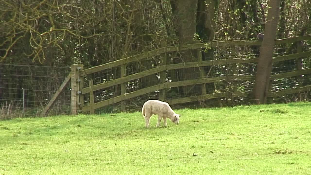 영국의 들판에서 풀을 먹고 있는 봄 어린 양