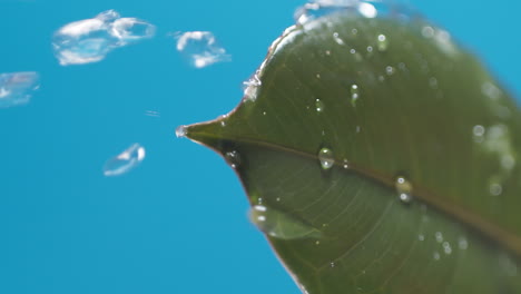 vertical of drops of water drip from the green leaves down on the blue background