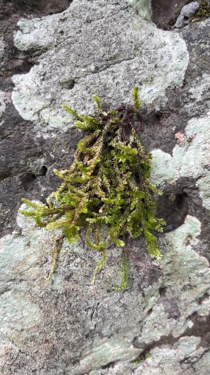 Muschio verde che cresce su una superficie rocciosa grigia e ruvida