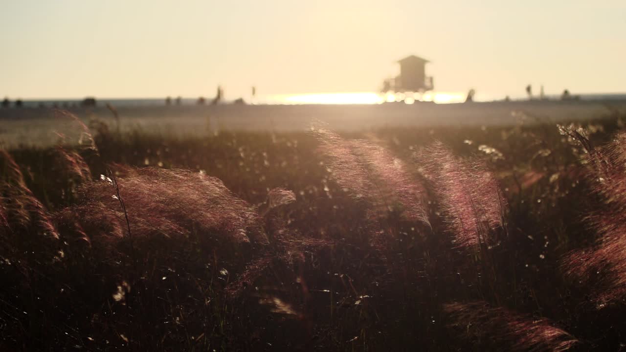해가 질 때 백사장 배경에 인명구조대를 흐리게 하고 바람에 부드럽게 흔들리는 홍해 풀의 슬로우 모션 샷