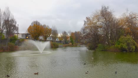 natural pond with fountain and ducks in blessington street basin park