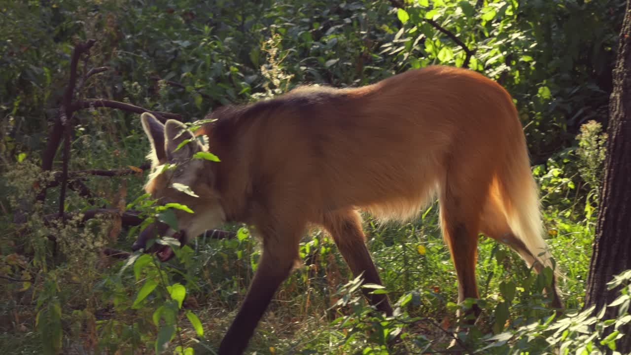 el lobo de crina en el bosque. el lobo decrina (chrysocyon brachyurus) es un gran canino de américa del sur.