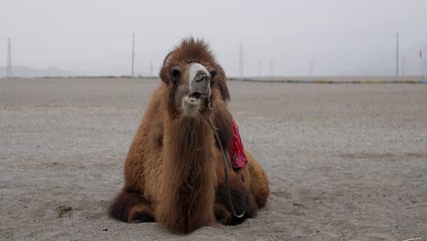 bactrian camel chewing while resting on the ground - medium shot