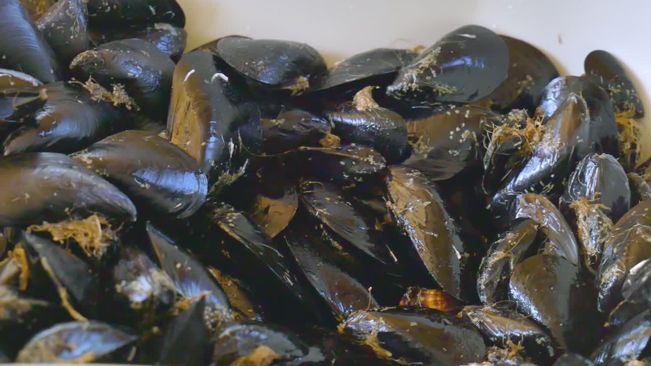 manos de mujer recogiendo conchas marinas frescas