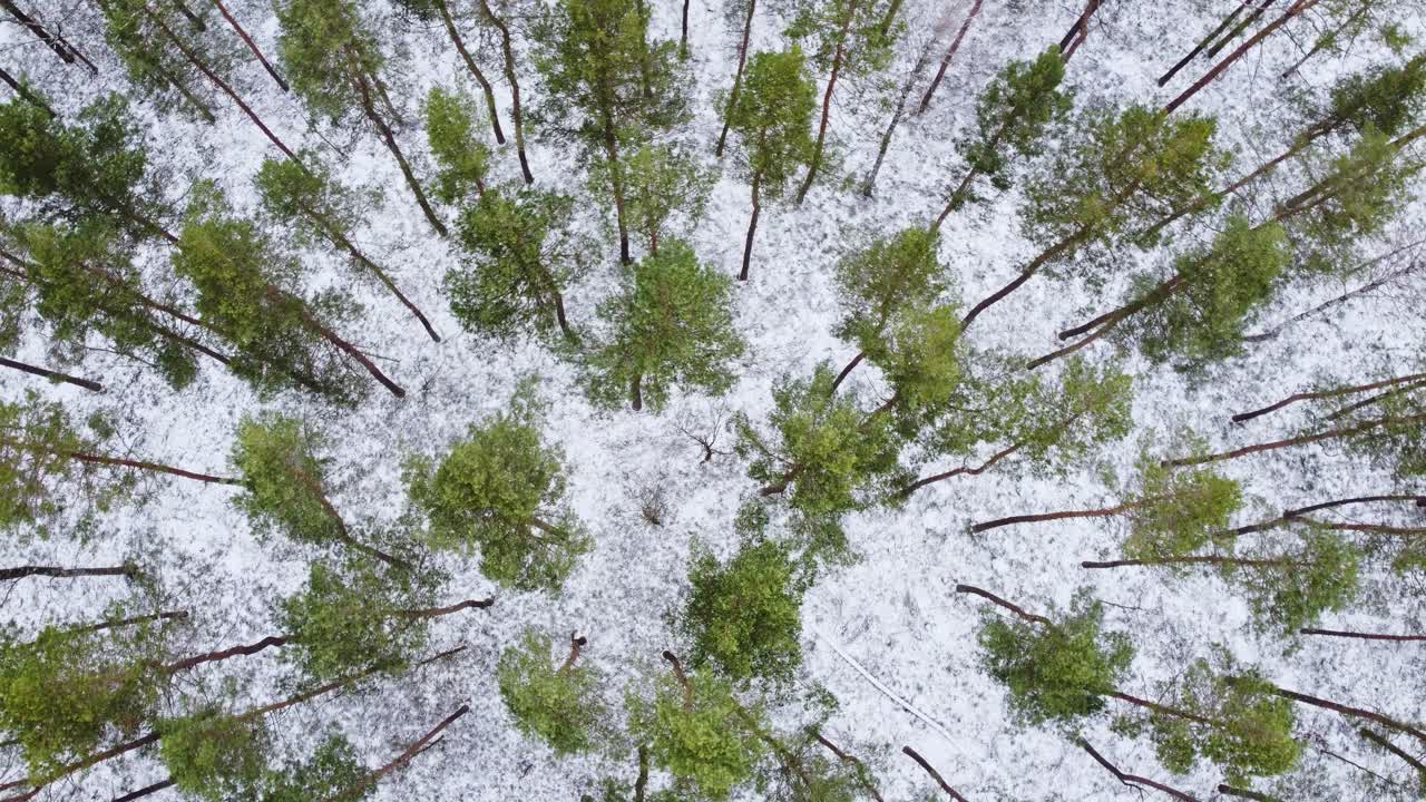Conifer forest tops with white snowy ground bellow, aerial top down spin