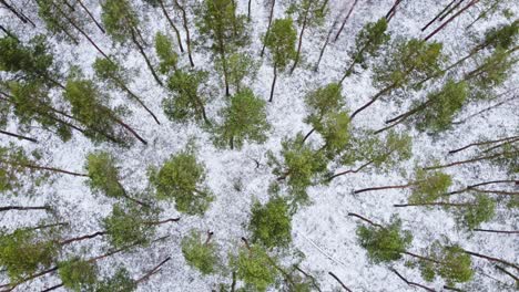 conifer forest tops with white snowy ground bellow, aerial top down spin