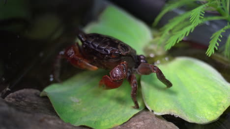 a red claw crab picks bits of leaf with her claws and eats them