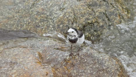 Bachstelze-Steht-Mit-Beinen-Im-Wasser-Und-Offenem-Schnabel-Auf-Einem-Bachfelsen-Und-Schaut-Sich-Schreiend-Um-Und-Geht-Weg