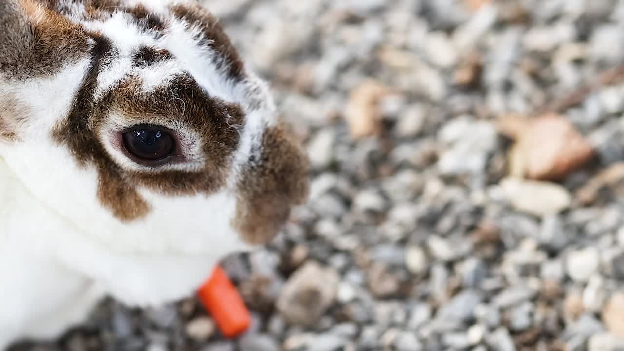 두 마리의 토끼가 함께 당근을 고 있다