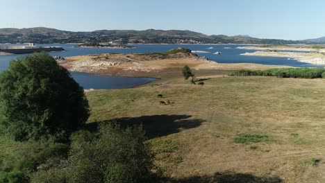 Caballo-En-La-Naturaleza-Vista-Aérea