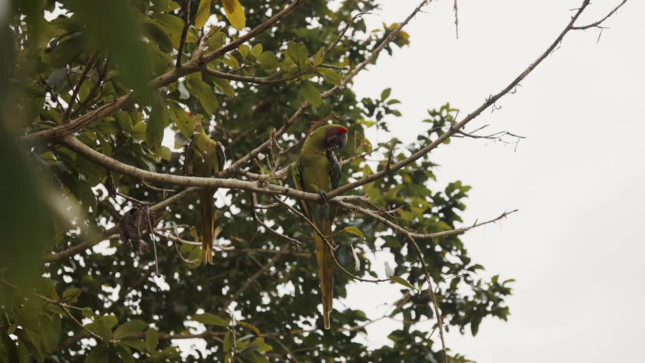 dos grandes pájaros guacamayos verdes posados en el árbol dentro de un santuario en punta uva, costa rica - tiro de ángulo bajo
